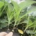 山东寿光有机花菜苗