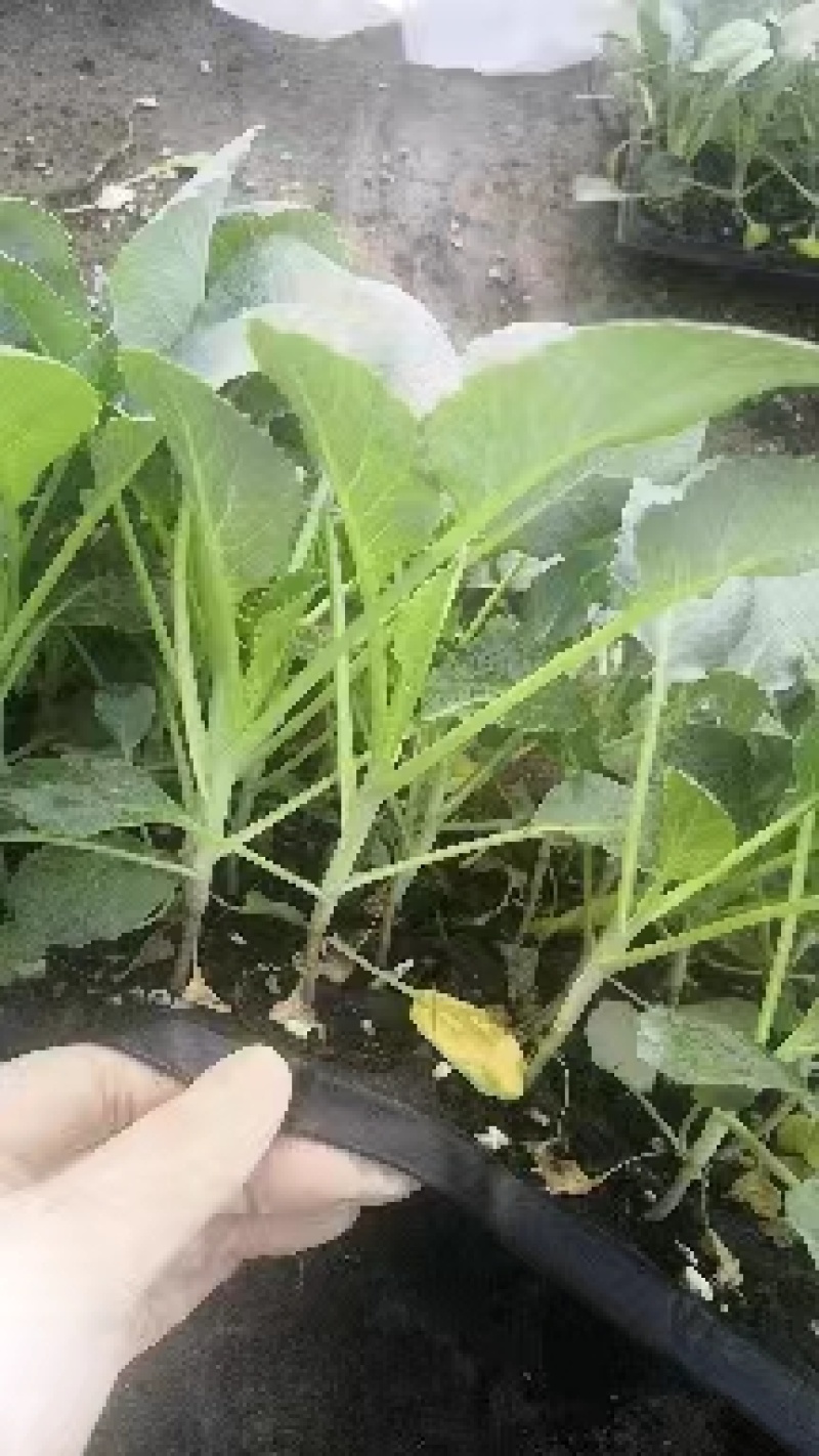 山东寿光有机花菜苗