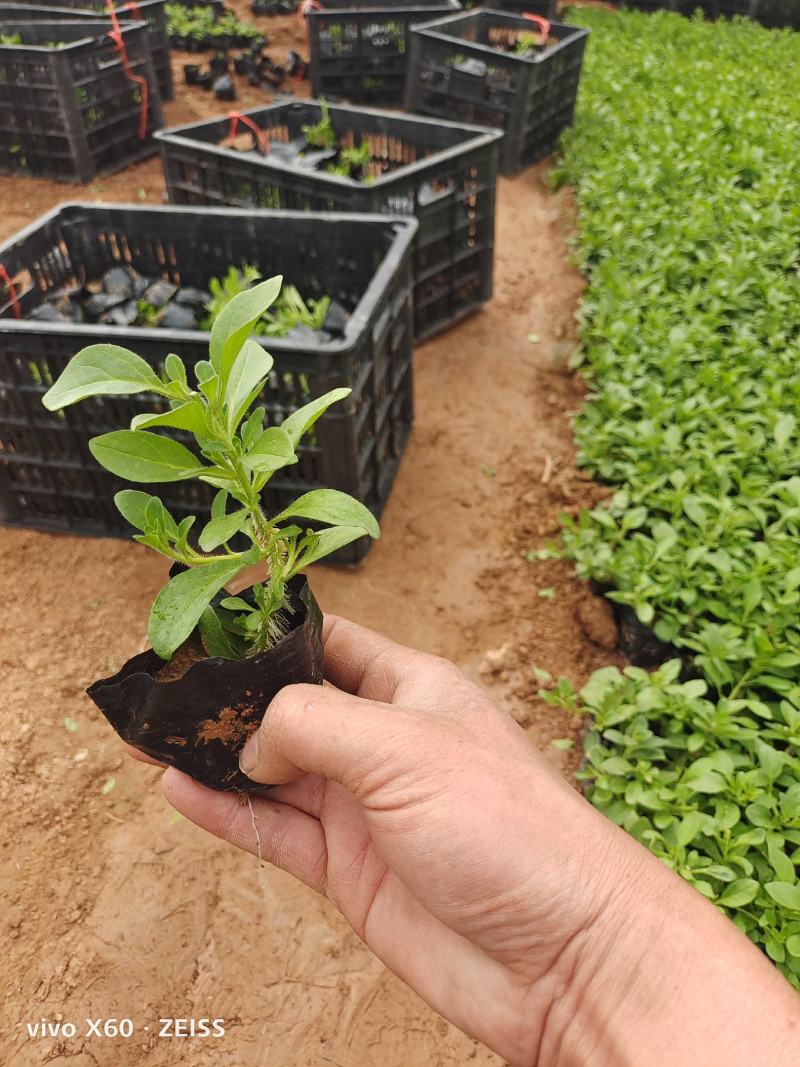 垂吊牵牛.营养杯的苗，130盆.150盆，颜色有三色