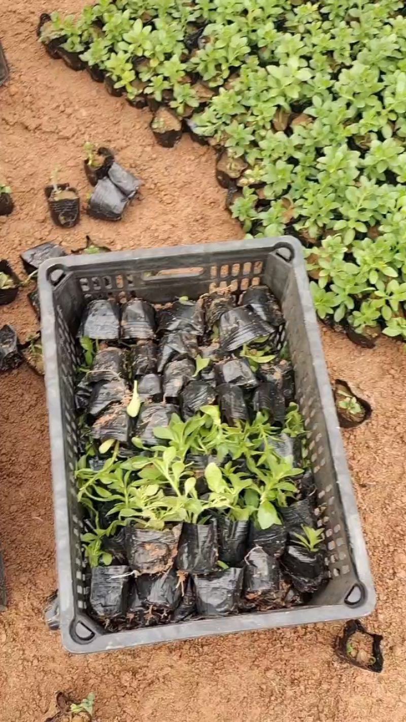 垂吊牵牛.营养杯的苗，130盆.150盆，颜色有三色
