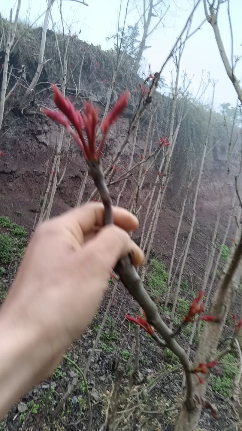 四川省达州市大竹县红芽香椿芽，香椿芽！货源充足，保质保量
