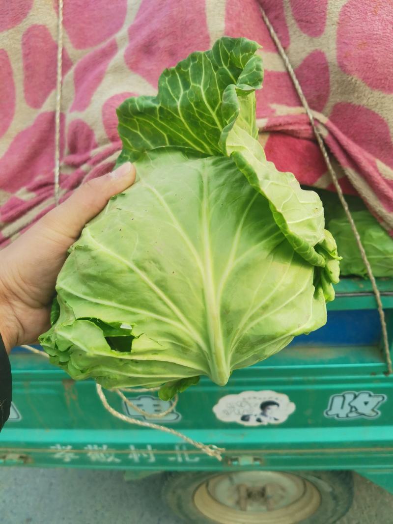 河南焦作翠绿甘蓝大量上市，各种精品蔬菜产地直供，量大从优