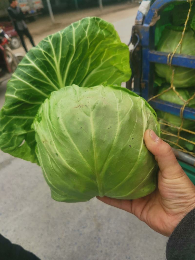 河南焦作翠绿甘蓝大量上市，各种精品蔬菜产地直供，量大从优