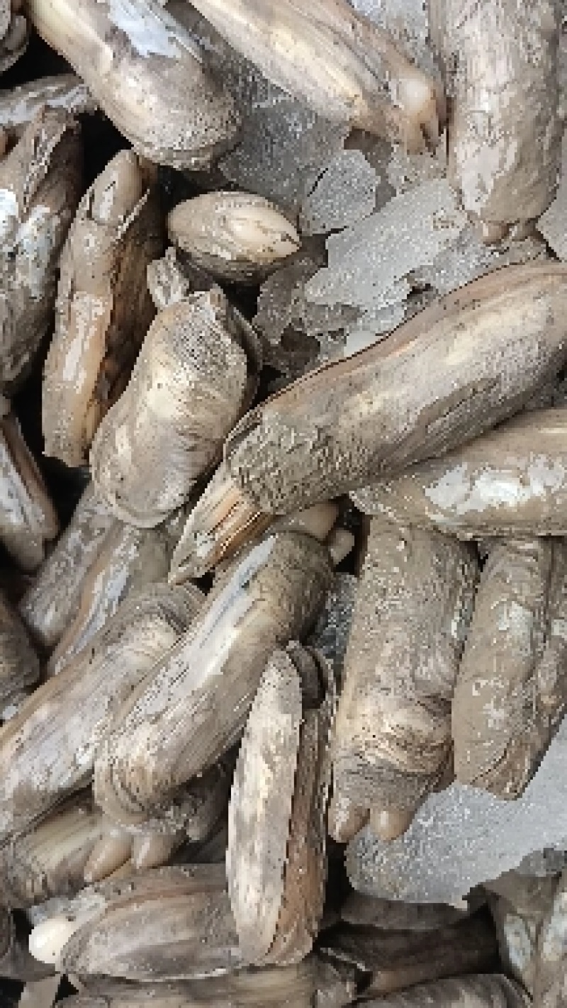 泥蛏，货源稳定，一手货源，产地直供