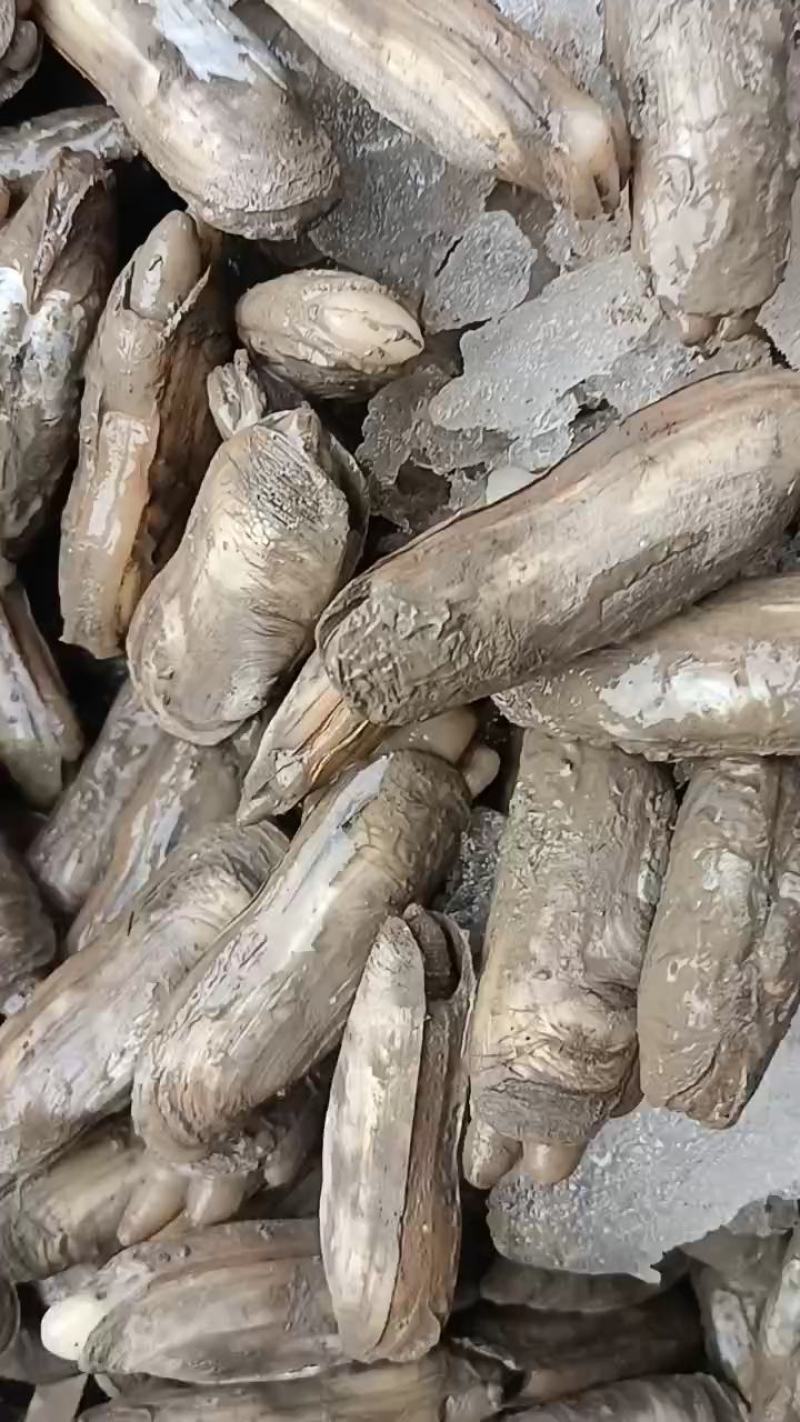 泥蛏，货源稳定，一手货源，产地直供