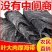 【干海带批发】海带干货散装天然日晒海带丝海白菜火锅食材
