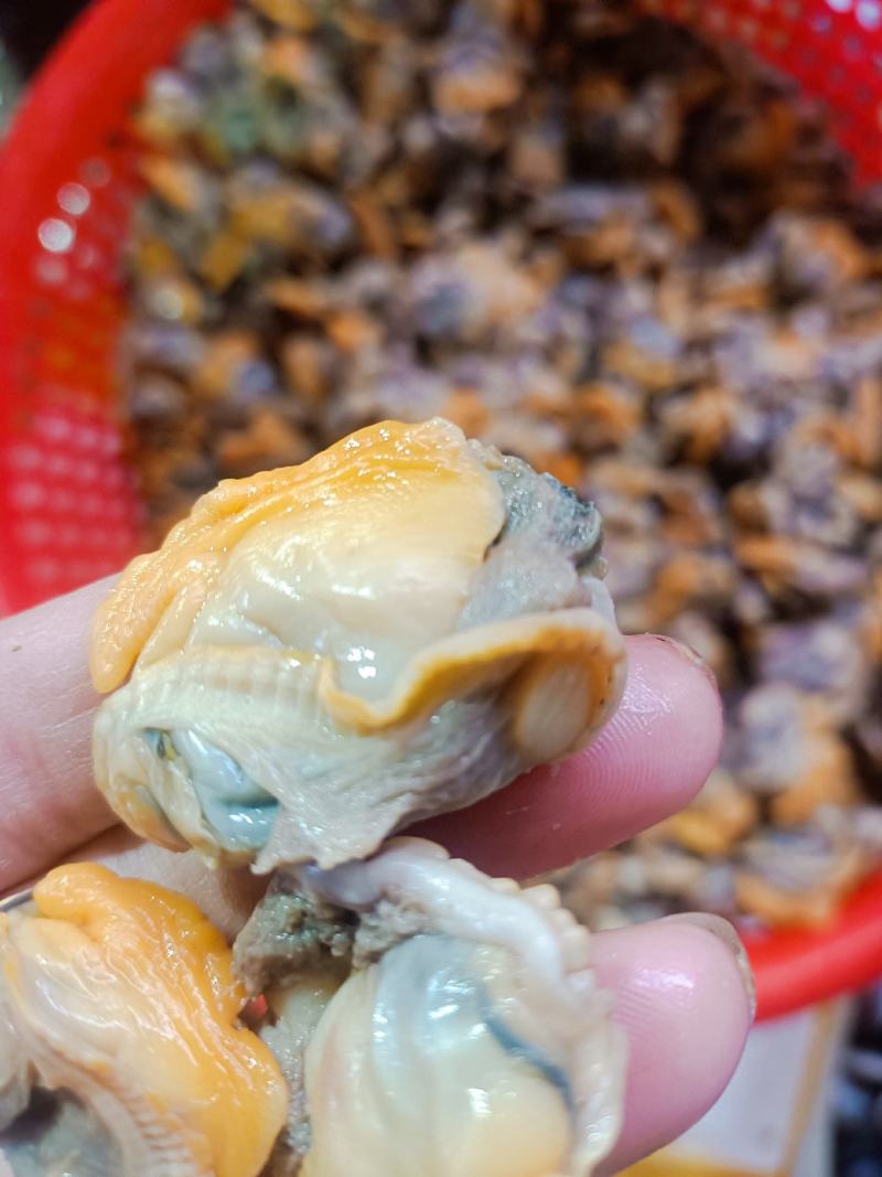 毛蚬子肉，毛蛤蜊肉。新鲜货源，产地直发，质优价廉