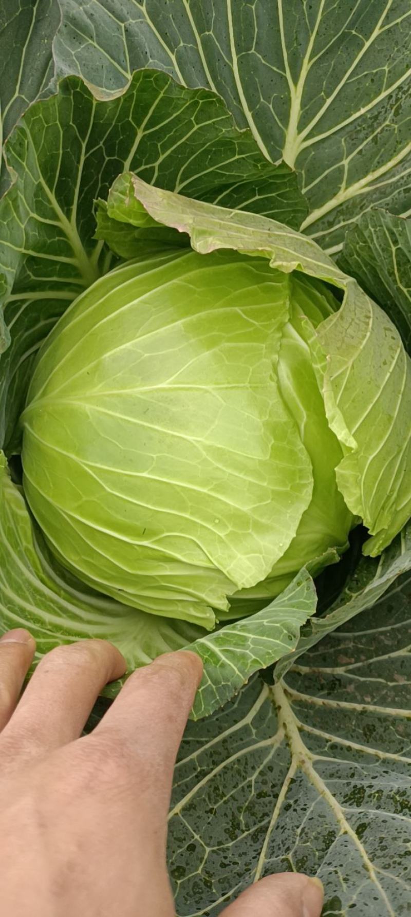 脆白菜