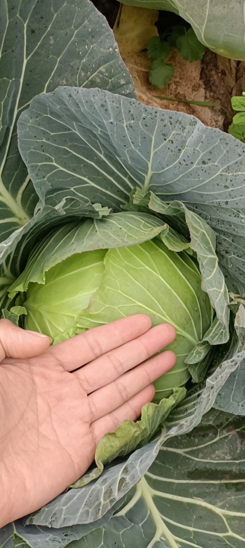 脆白菜