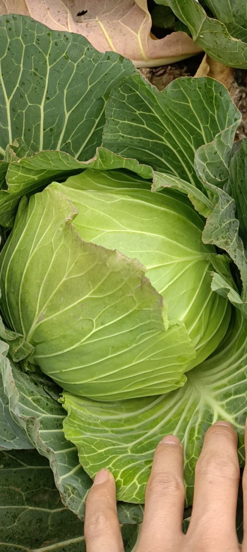 脆白菜