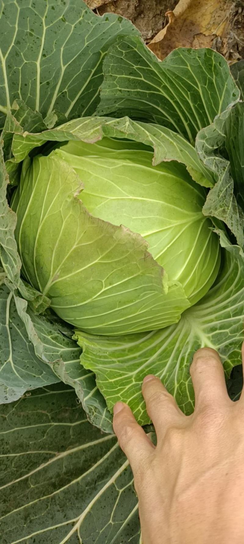 脆白菜