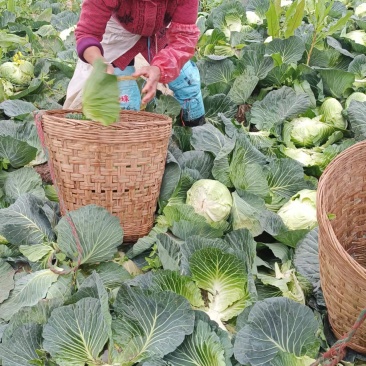脆白菜