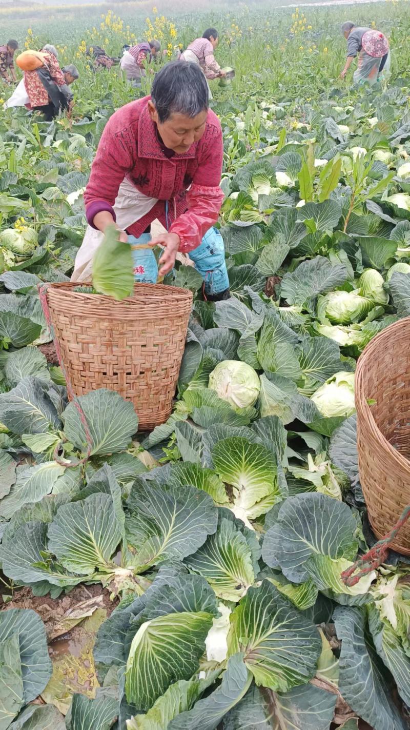 脆白菜