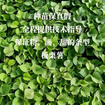 慧谷原种一代高产脱毒秦薯五号板栗红薯苗，全程技术指导。
