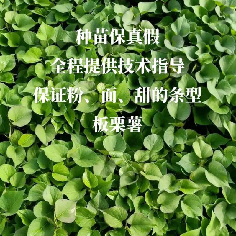 慧谷原种一代高产脱毒秦薯五号板栗红薯苗，全程技术指导。