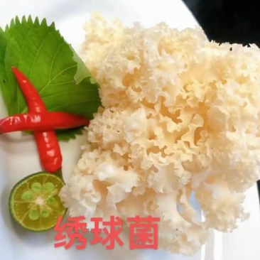 绣球菌
