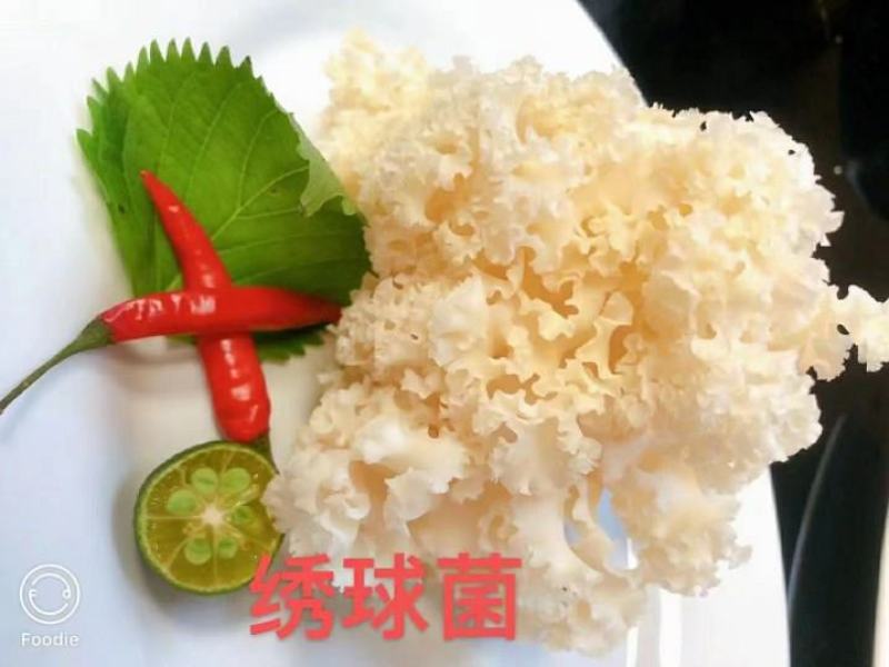 绣球菌