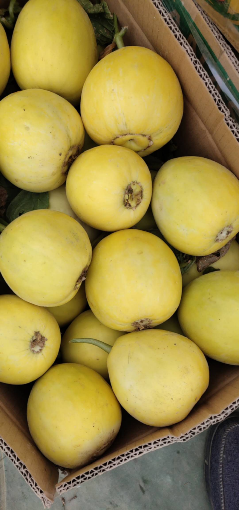 星甜二十甜瓜，个头均匀口感脆甜，量大价格从优