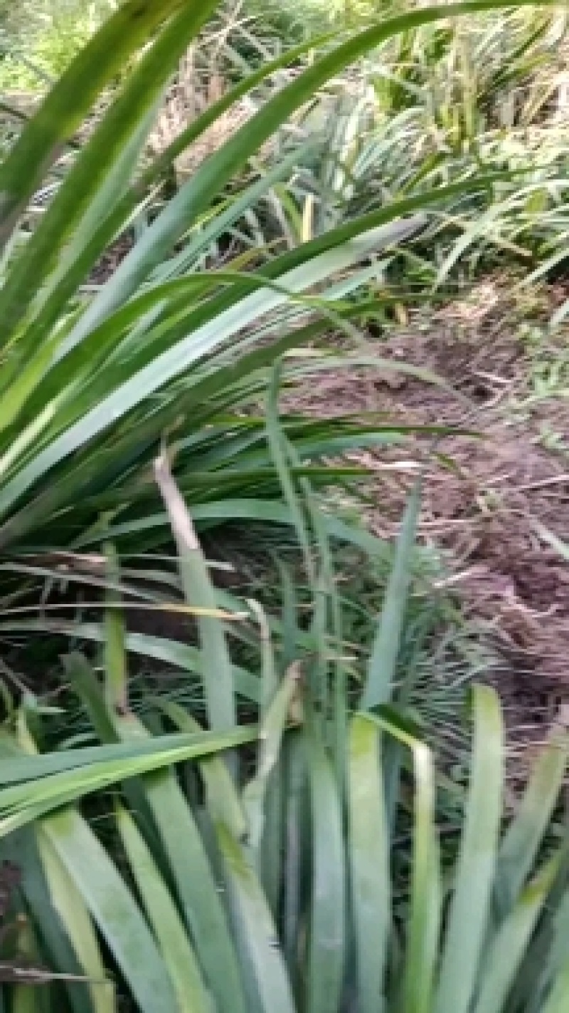 石菖蒲，石菖蒲是一种草本植物，种植简单，初放性管理，