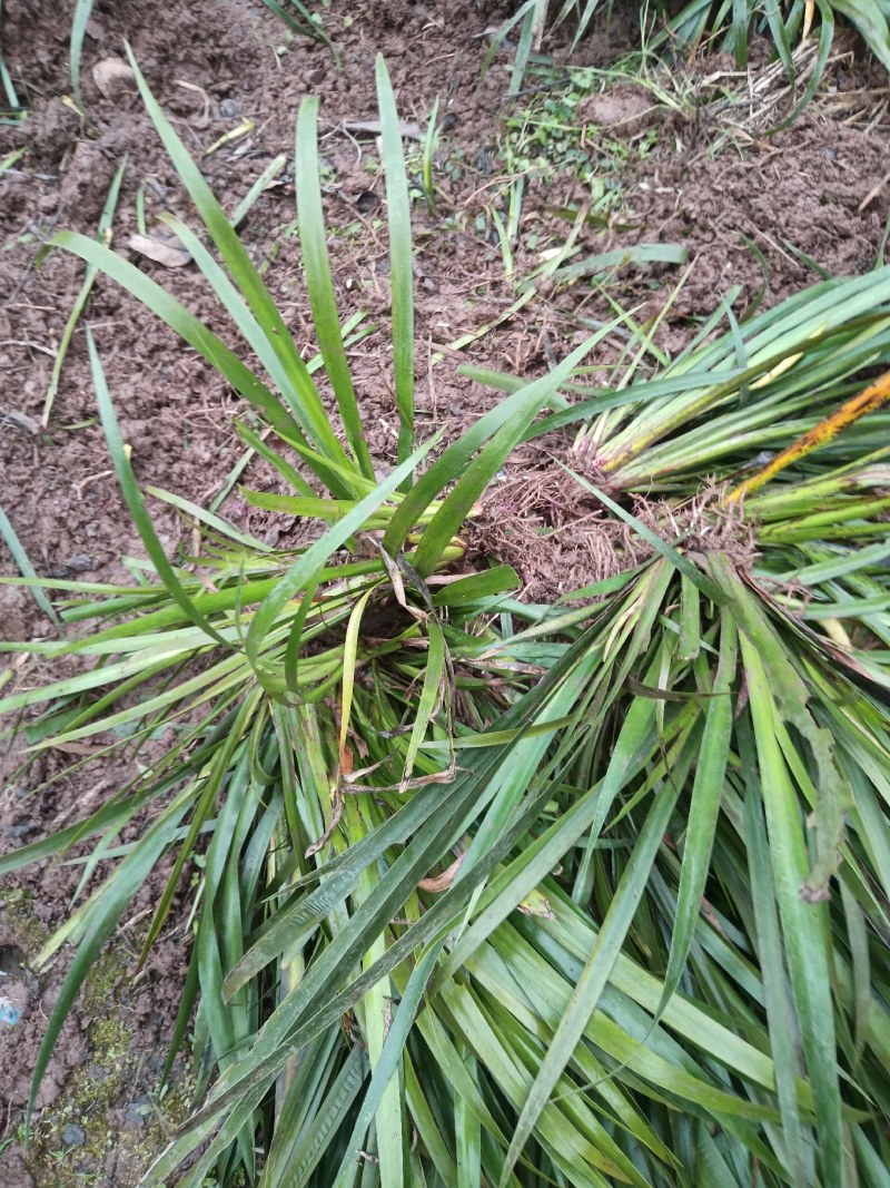 石菖蒲，石菖蒲是一种草本植物，种植简单，初放性管理，