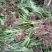 石菖蒲，石菖蒲是一种草本植物，种植简单，初放性管理，