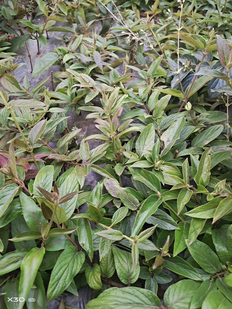 贵州金银花精品苗，存活率高。。。。。。。。。。