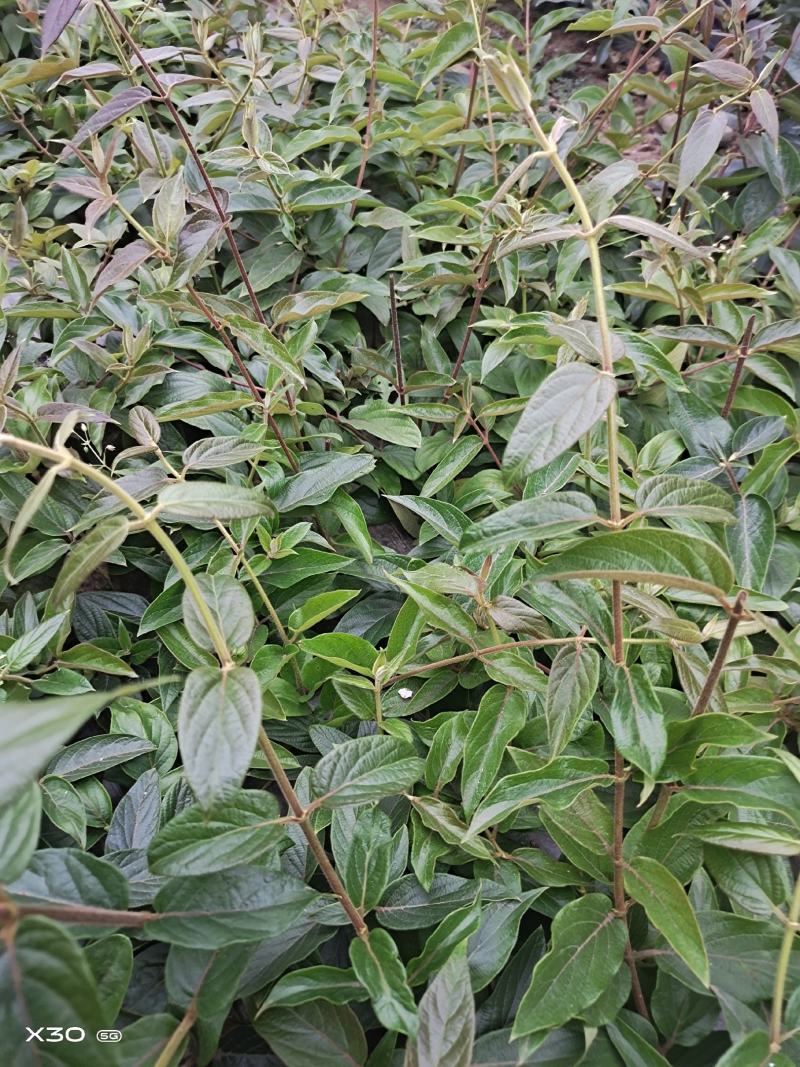 贵州金银花精品苗，存活率高。。。。。。。。。。