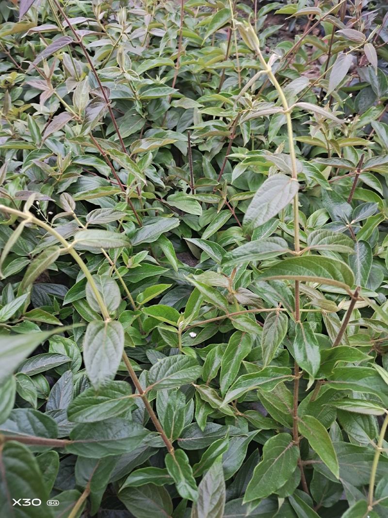 贵州金银花精品苗，存活率高。。。。。。。。。。