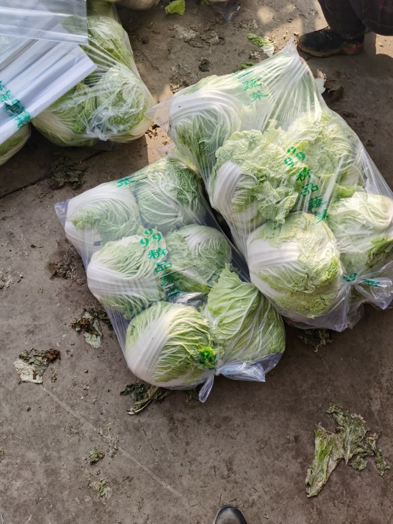 河南开封大白菜，鸡腿菜新乡小包868大白菜小青稞菜