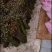 是一种具有较强的抑菌活性物质，味道巴适！！