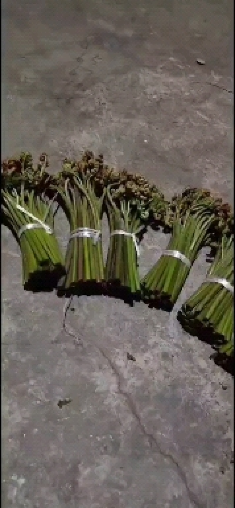 是一种具有较强的抑菌活性物质，味道巴适！！