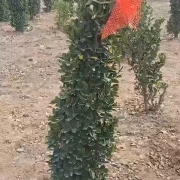 大叶黄杨柱子，基地直发，叶茂饱满，无病虫害，全国发货，
