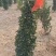 大叶黄杨柱子，基地直发，叶茂饱满，无病虫害，全国发货，
