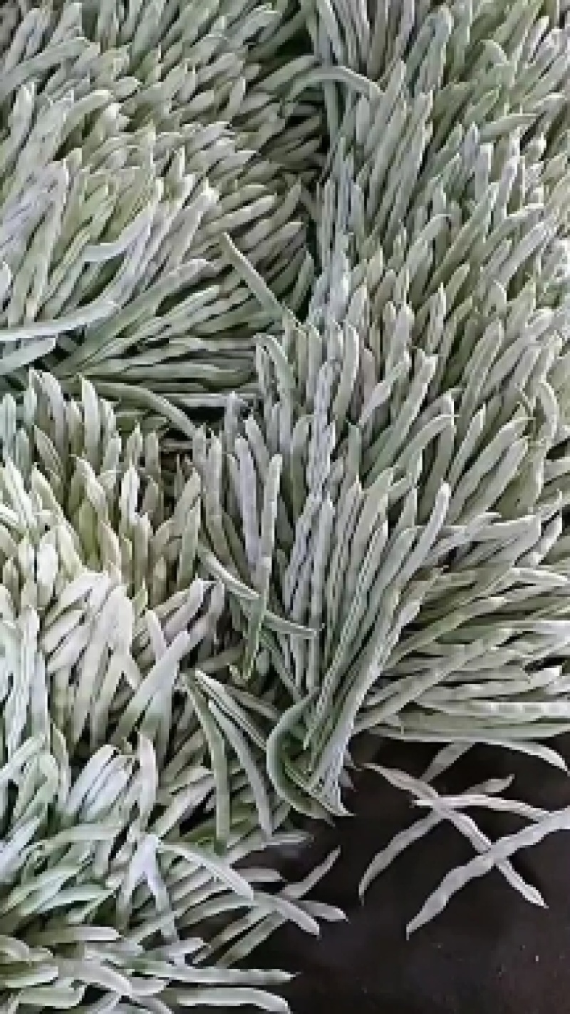 芸豆