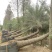 2303基地供应弯杆斜飘中东海枣3-7米杆银海枣