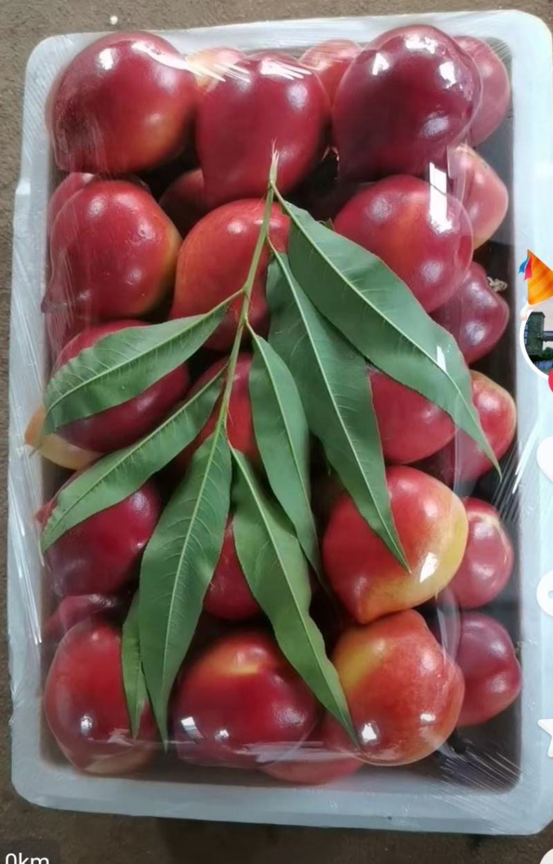 油桃。樱桃现已大量上市价格以市场价为准