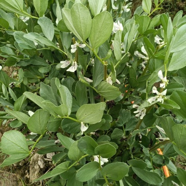 蚕豆
