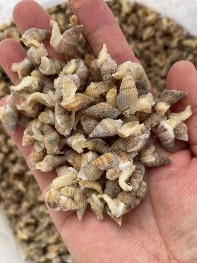 海锥,香螺,质优价廉,产地供应,保质保量