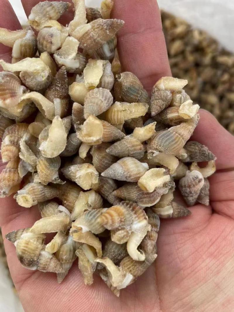 海锥，香螺，质优价廉，产地供应，保质保量