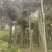 2303基地供应金山葵6-10米杆地苗大型棕榈