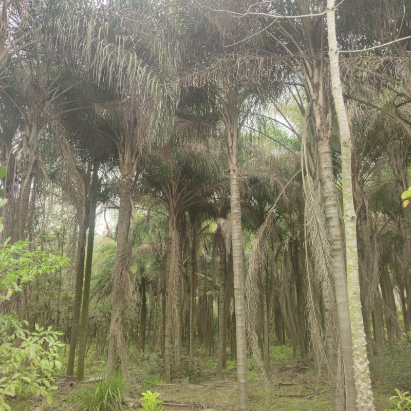 2303基地供应金山葵6-10米杆地苗大型棕榈