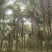 2303基地供应金山葵6-10米杆地苗大型棕榈