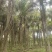 2303基地供应金山葵6-10米杆地苗大型棕榈