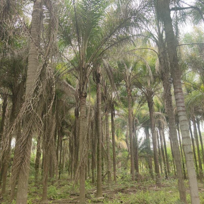 2303基地供应金山葵6-10米杆地苗大型棕榈