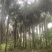 2303基地供应金山葵6-10米杆地苗大型棕榈
