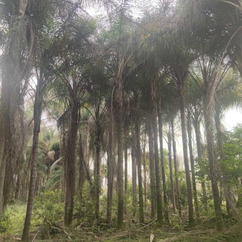 2303基地供应金山葵6-10米杆地苗大型棕榈