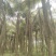 2303基地供应金山葵6-10米杆地苗大型棕榈