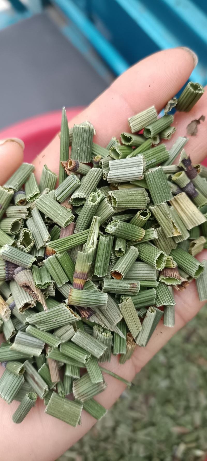 木贼草，过筛无杂质，色青，货源充足，欢迎各位老板下单