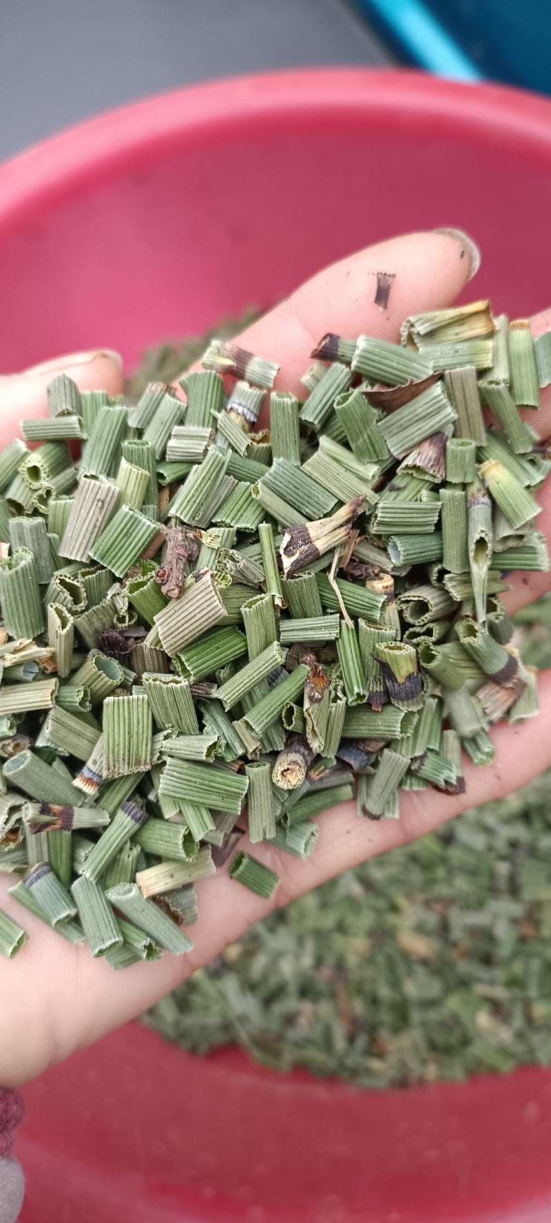 木贼草，过筛无杂质，色青，货源充足，欢迎各位老板下单