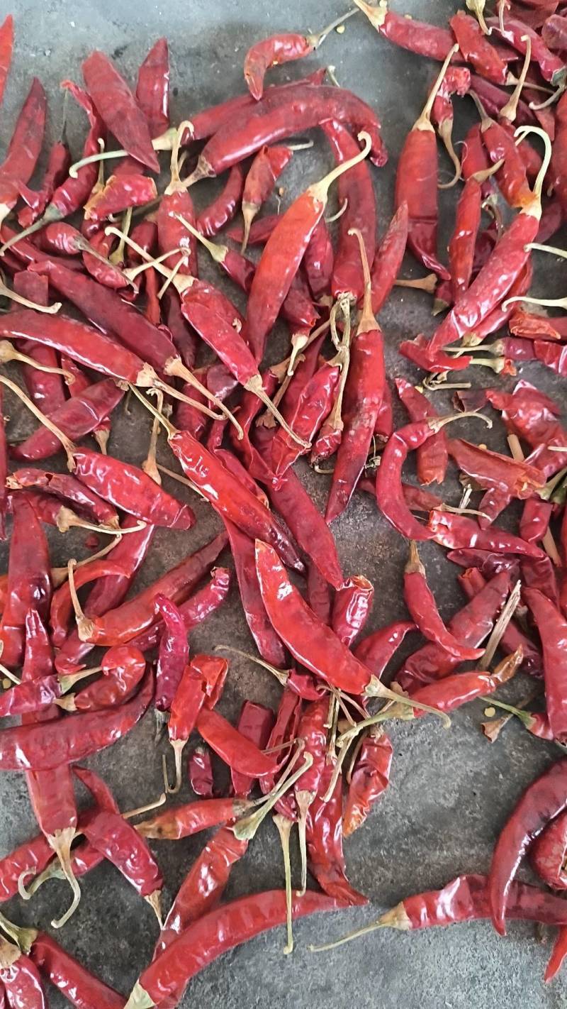 精品干椒云南干辣椒辣椒产区直供货源充足量大从优